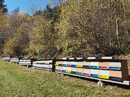 Winterbienenstand Leisach